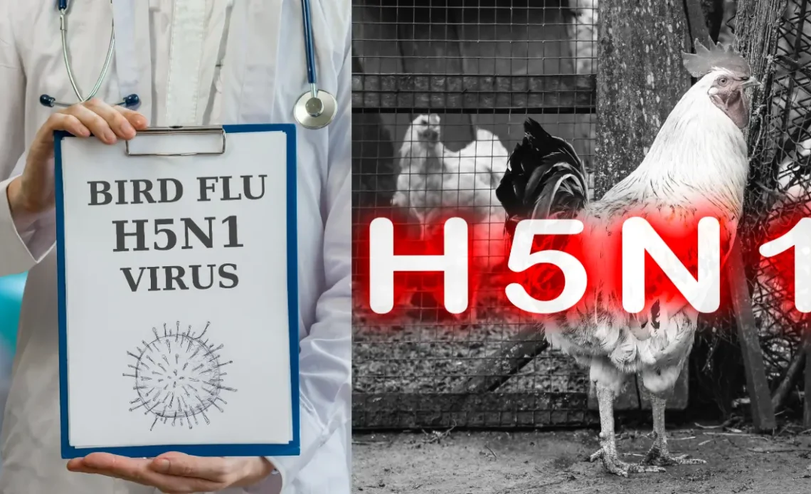 H5N1 Bird Flu